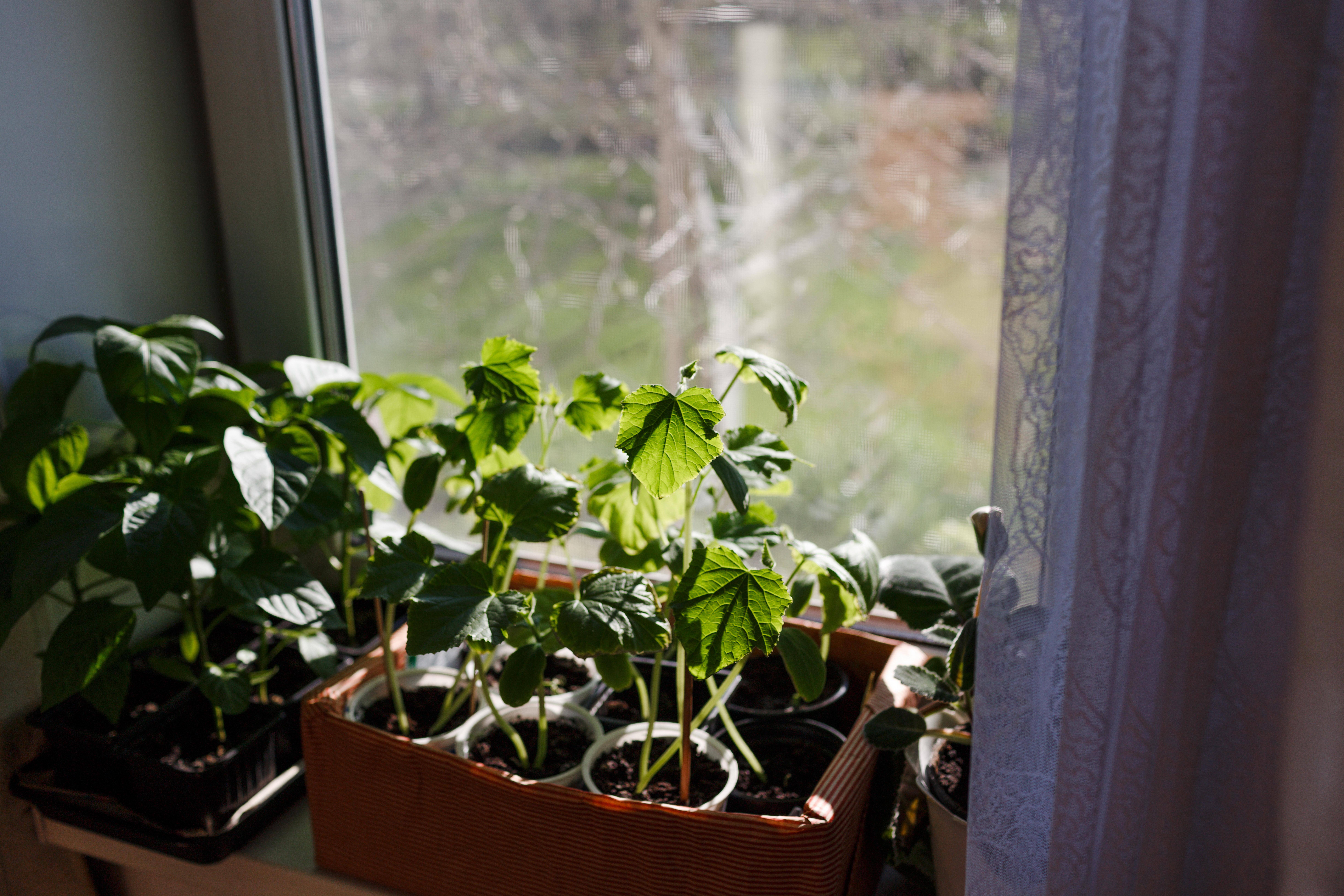 seedlings on the windowsill under the rays of sunlight in the morning. Growing food on the windowsill Pots de plantes près d’une fenêtre lumineuse, impact du changement d’heure sur les plantes