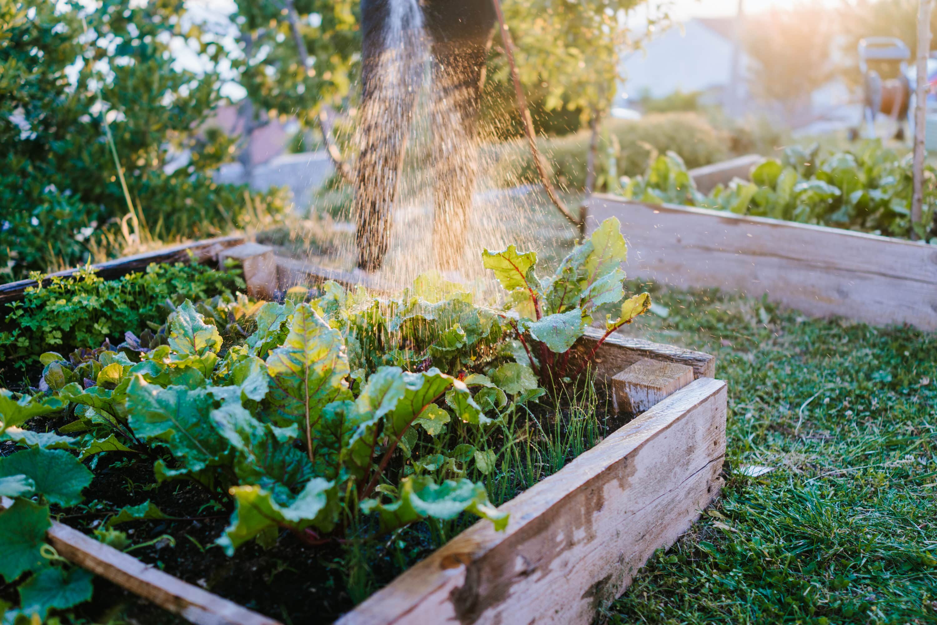 Watering fresh vegetables Arrosage de son potager à la maison, bienfaits du jardinage