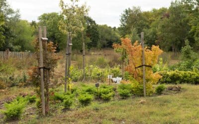 Maladies d’automne : protéger votre jardin potager