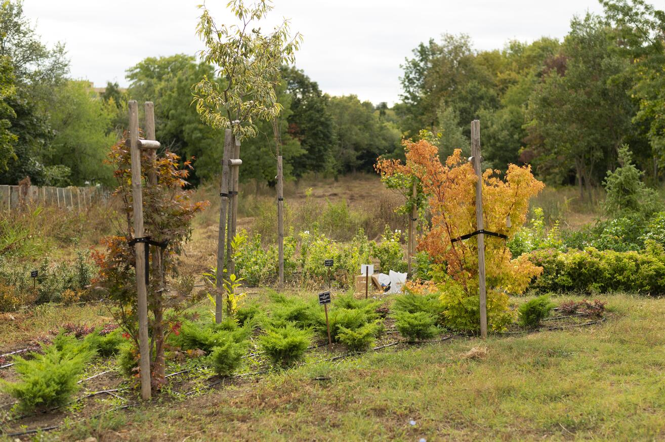 jardin potager en automne, protéger et prévenir son jardin des maladies d’automne