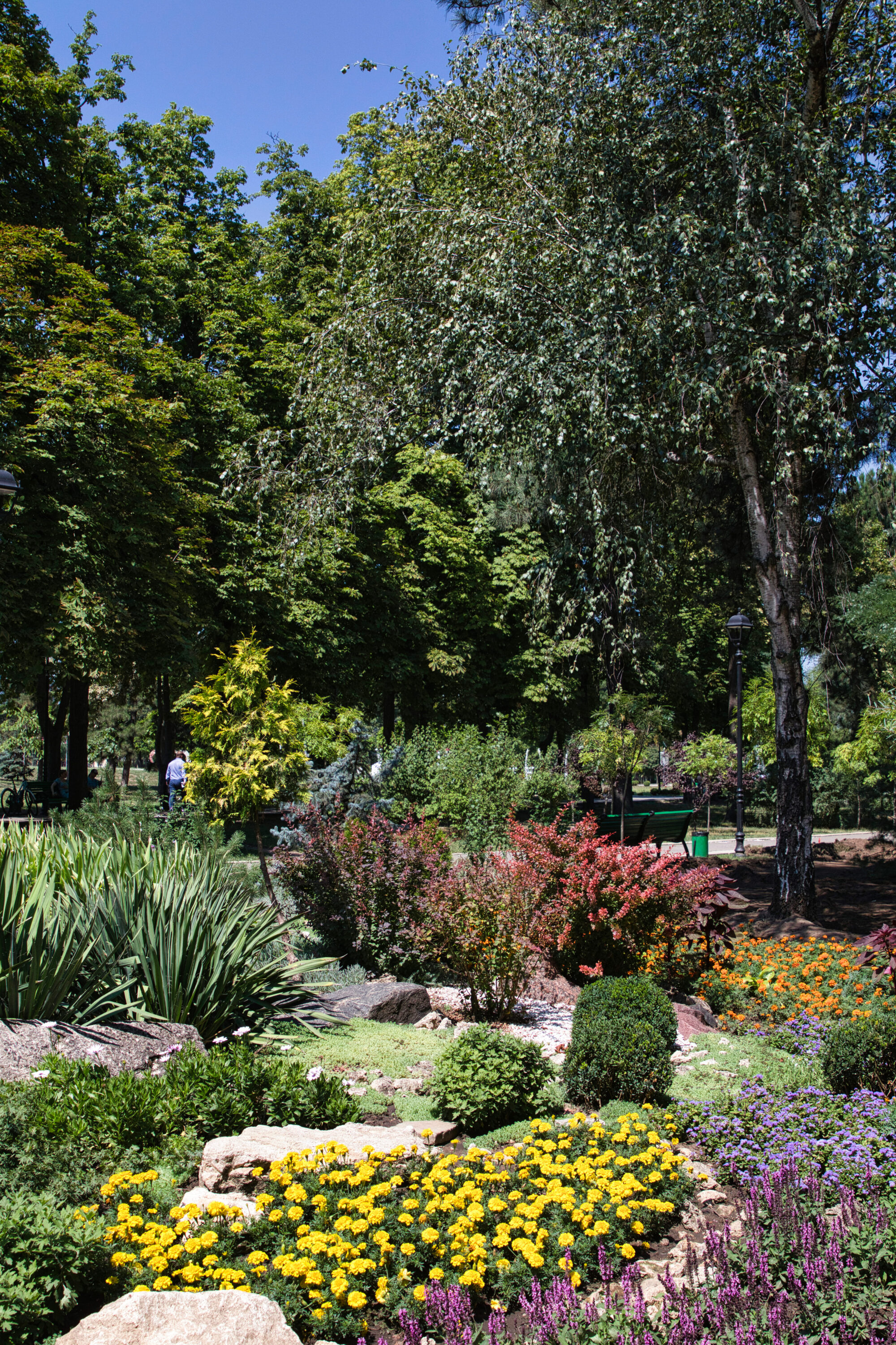 Pose en cours d'un gazon de placage