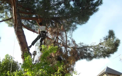 Tempête et fortes pluies en Gironde : comment protéger et remettre en état son jardin ?