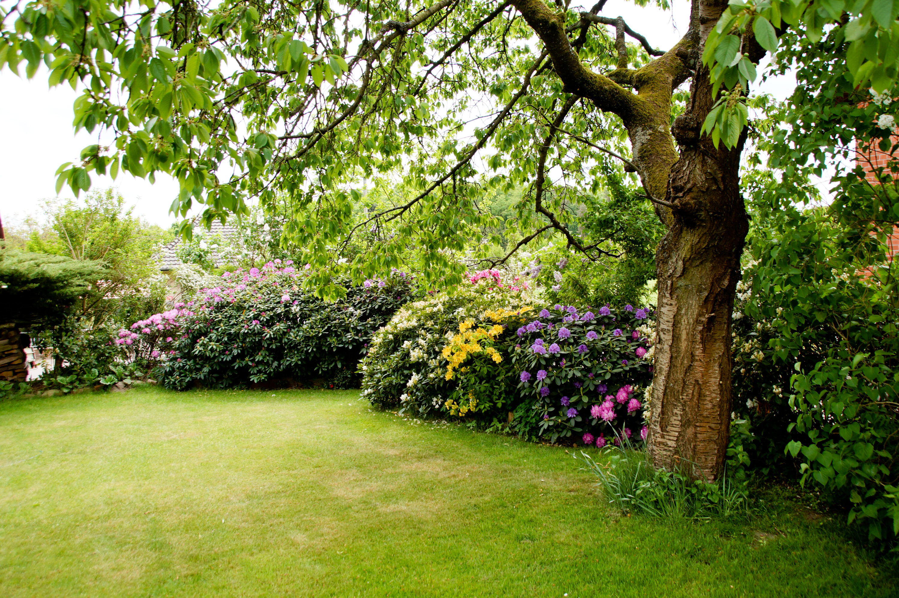 Pose en cours d'un gazon de placage