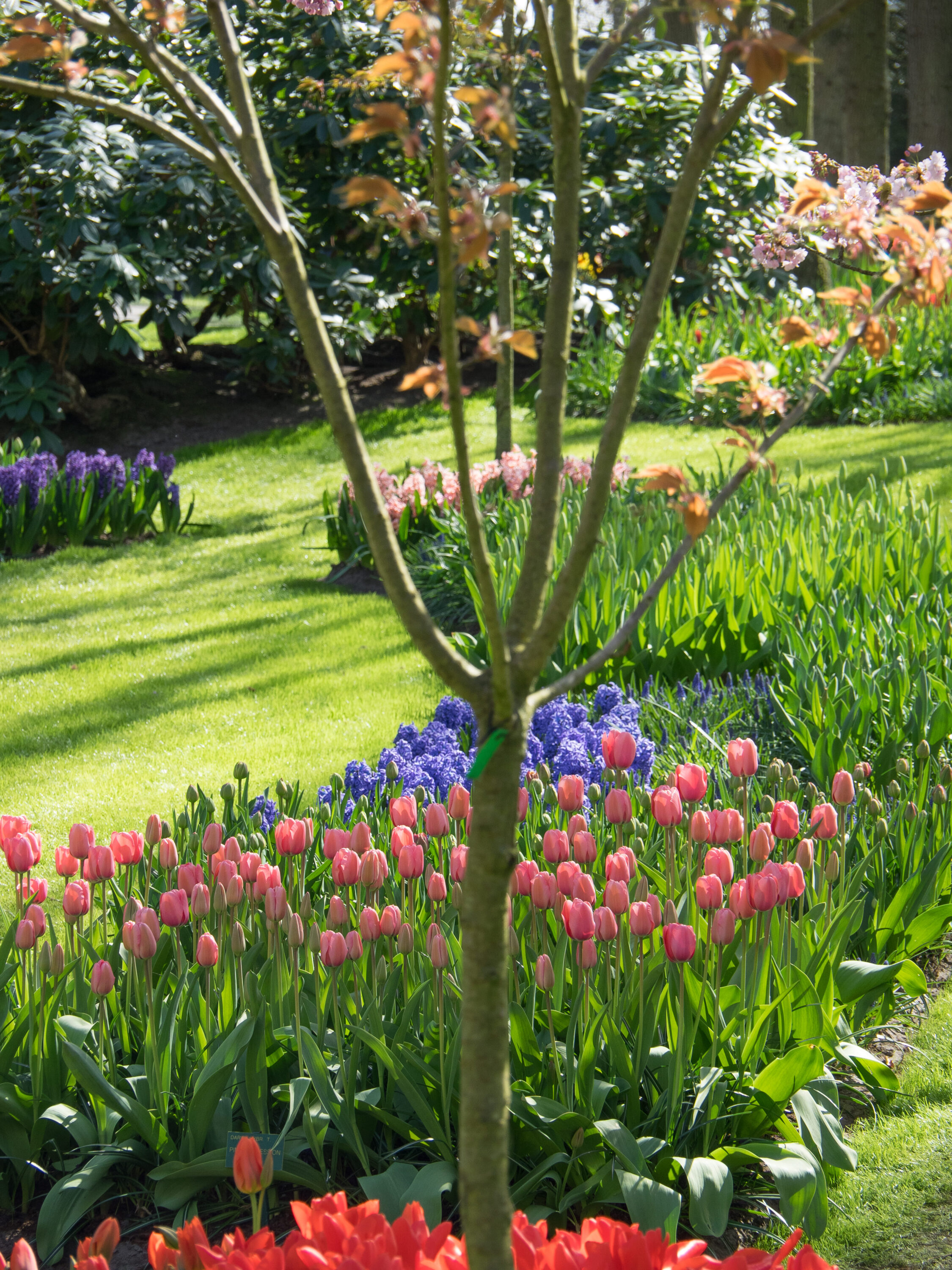 Pose en cours d'un gazon de placage