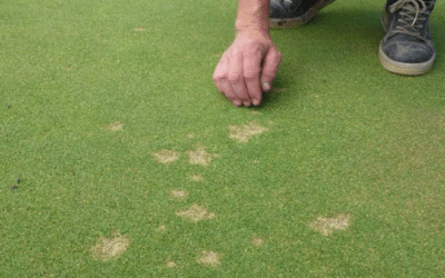 Dollar Spot sur la pelouse : causes, dégâts et traitements biologiques en Gironde