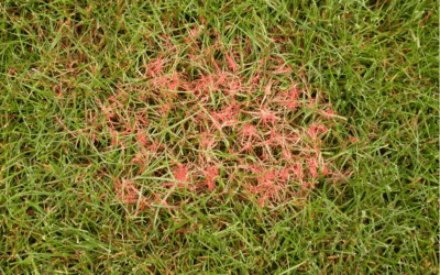 La maladie du fil rouge sur gazon : causes, symptômes et solutions durables