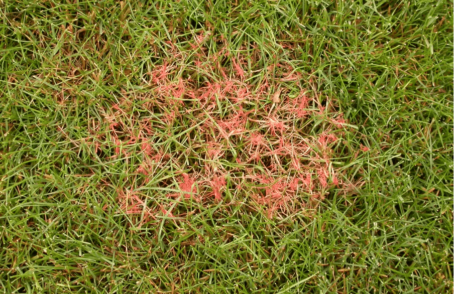 Maladie du fil rouge sur pelouse en Gironde avec filaments rosés visibles