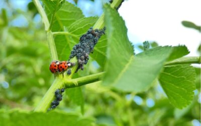 Coccinelles utiles contre les pucerons ? Guide complet en Gironde