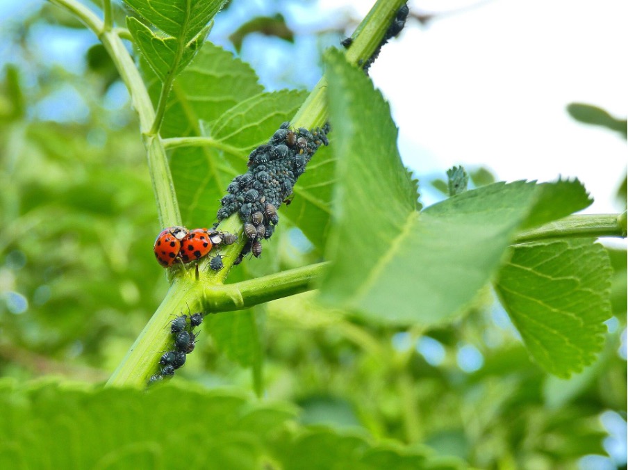Coccinelles en train de manger des pucerons.