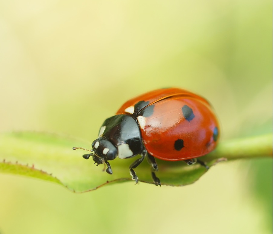 Coccinella septempunctata, plus connu sous le nom de coccinelle à sept points.