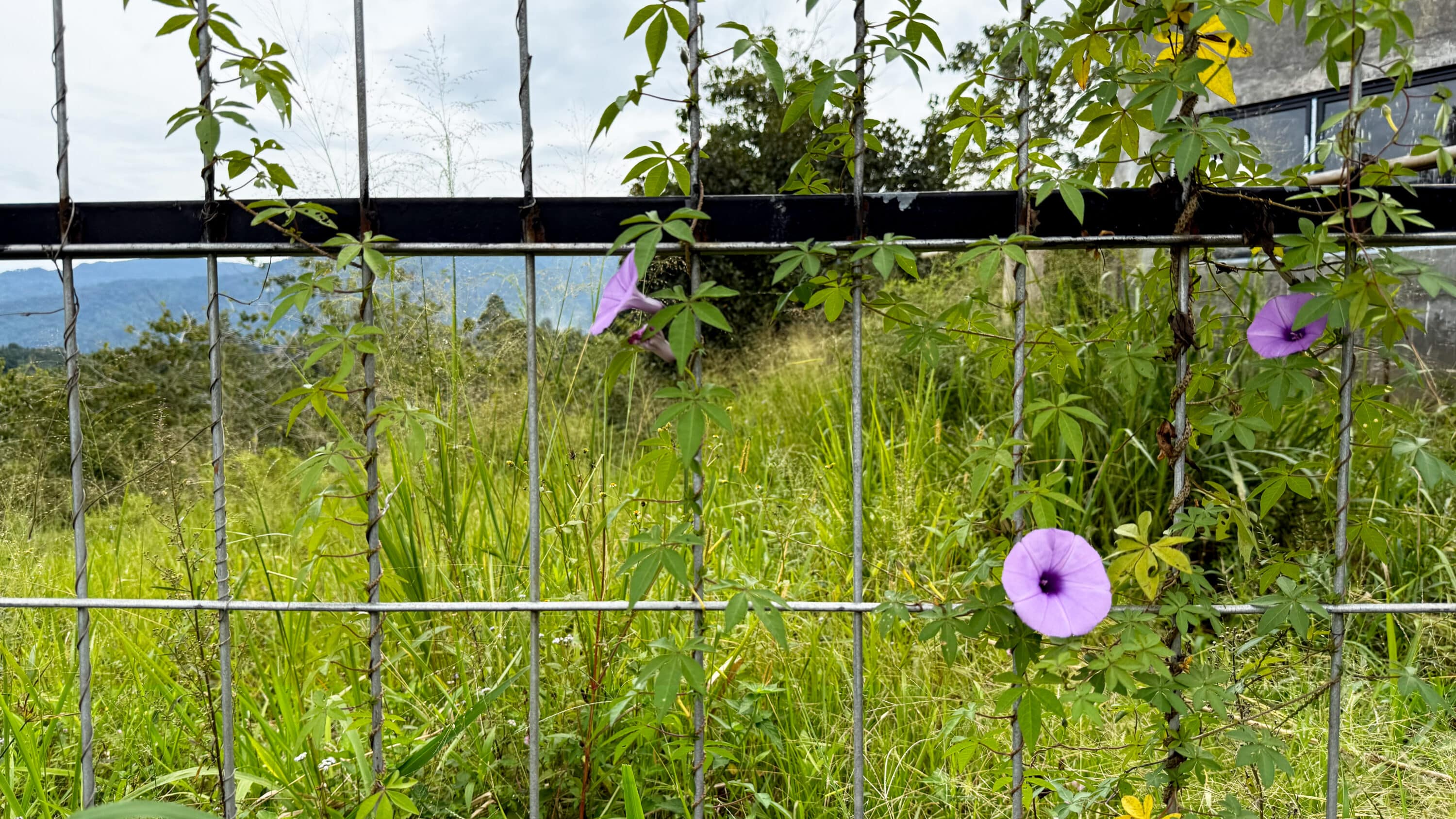 un grillage rigide permet de limiter le passage de l’animal