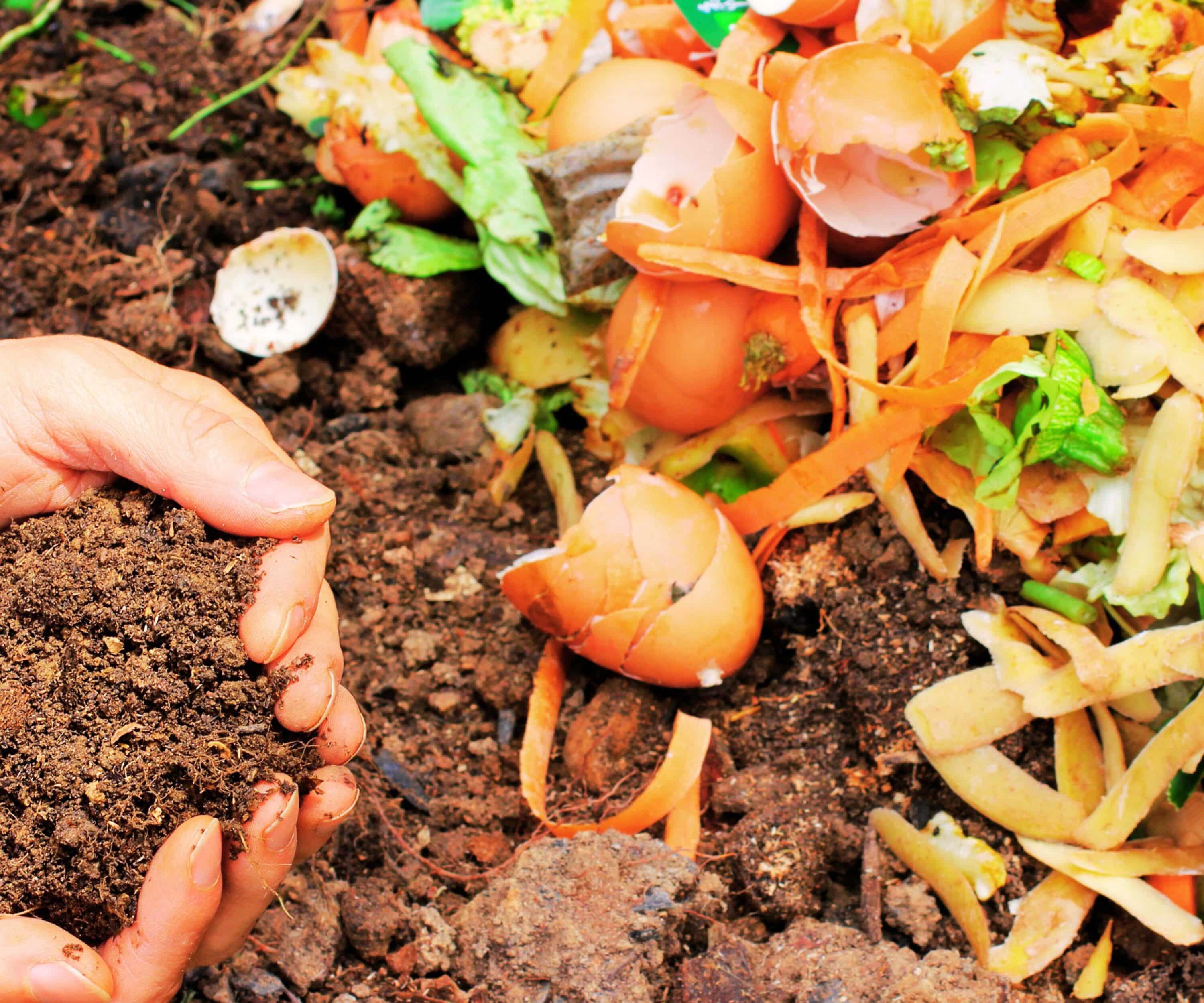 ressources alimentaires abondantes augmentent l'intrusion des sangliers