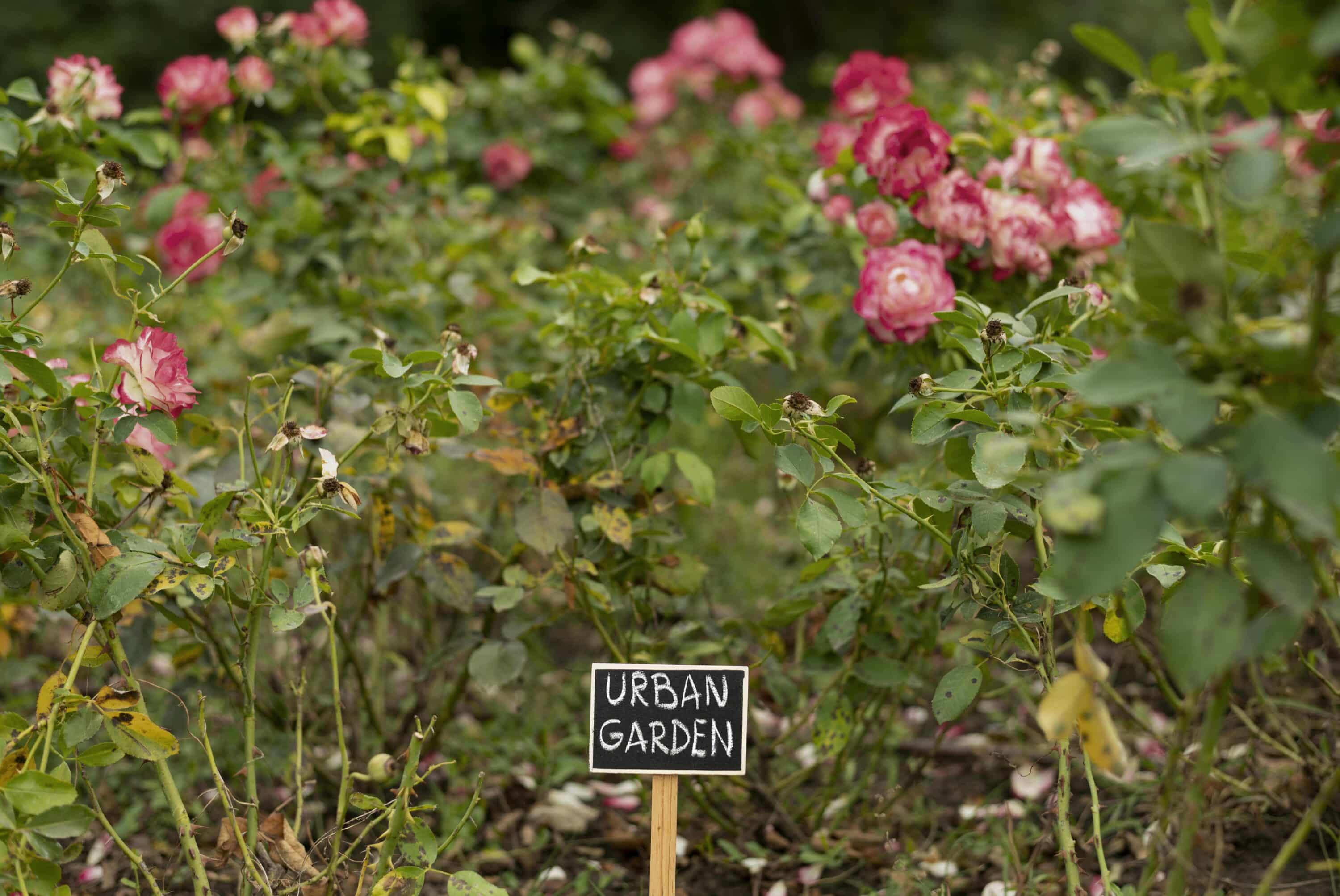 rosiers botaniques repoussent les sangliers