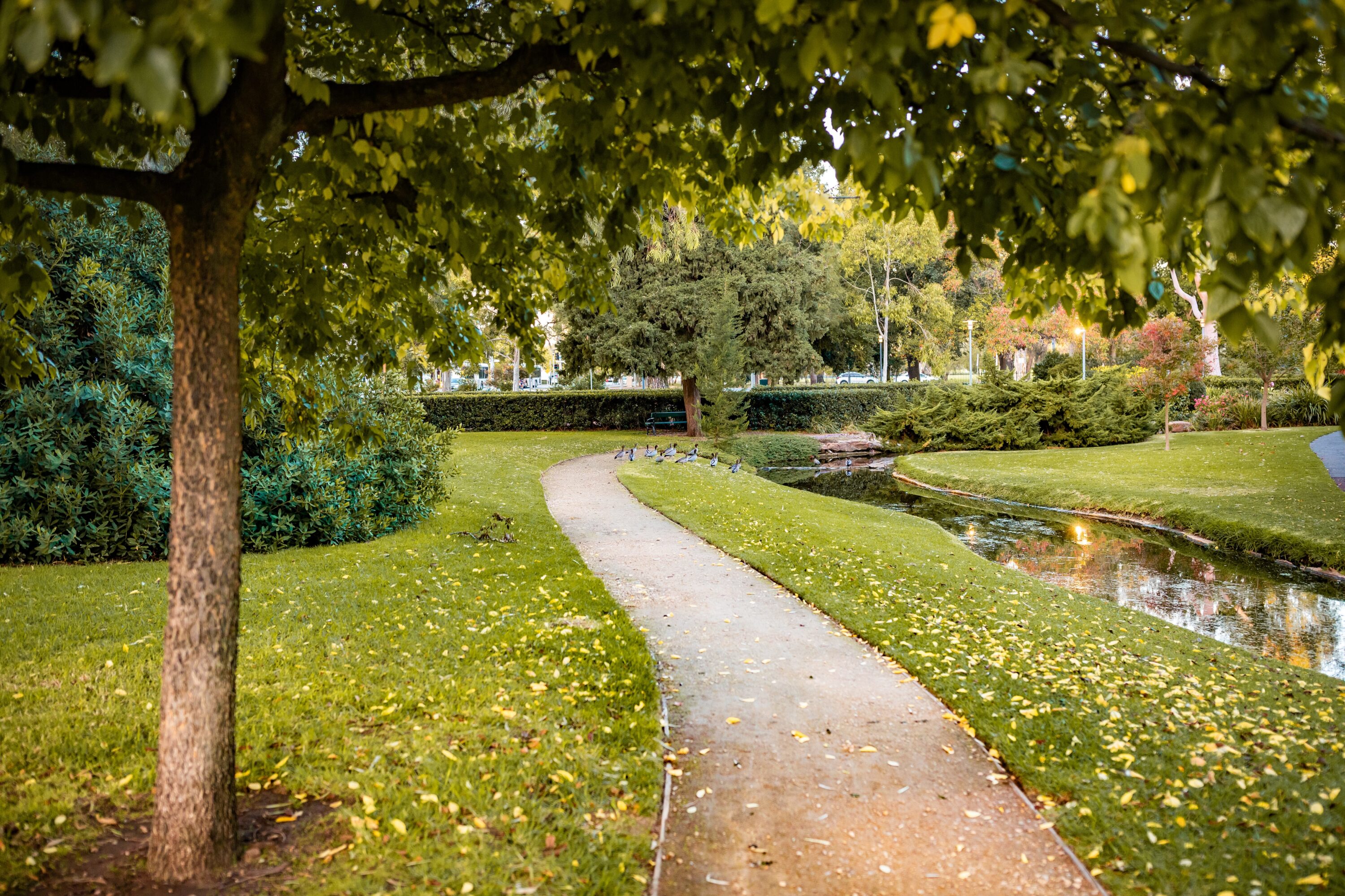 Allée sinueuse dans un parc paysager avec pelouse entretenue, arbres feuillus et petit ruisseau bordé de végétation.