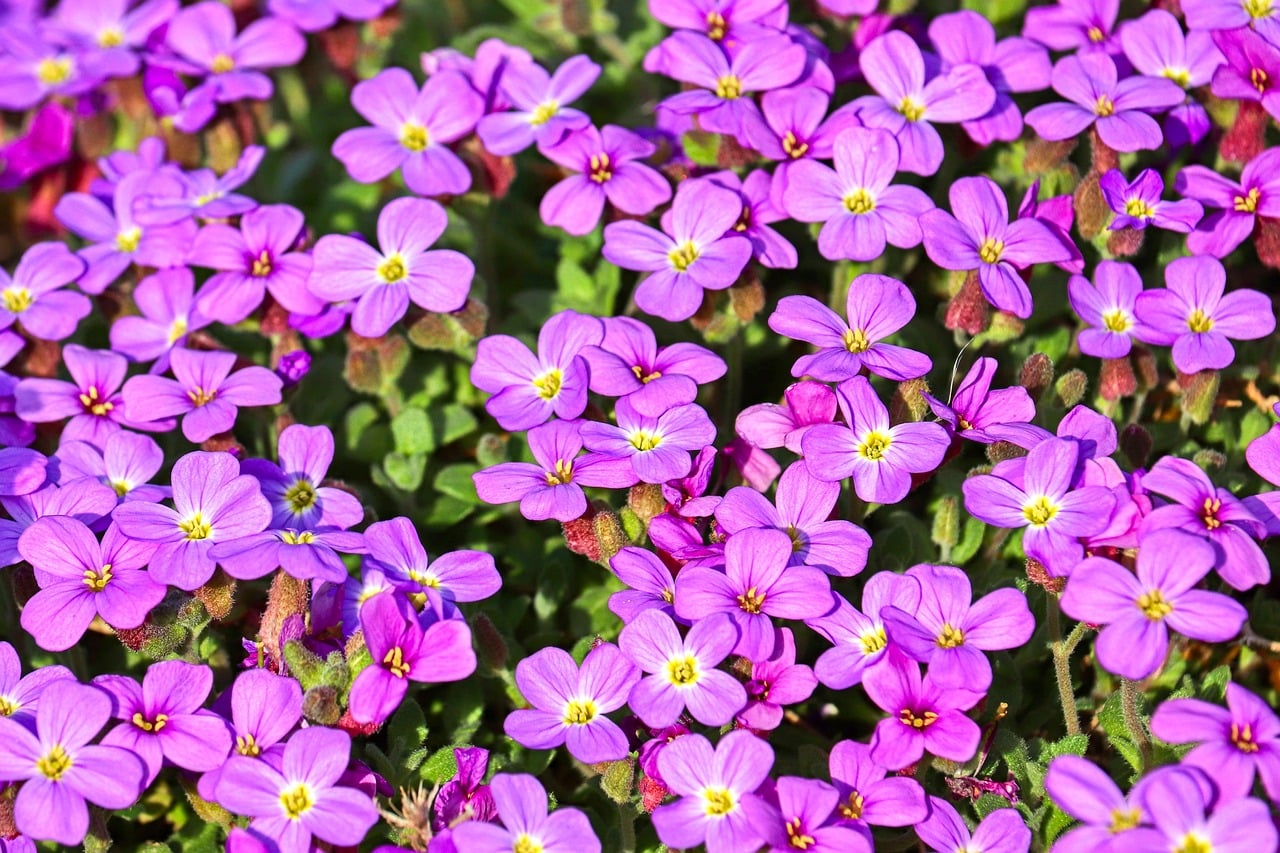 paillage vivant jardin