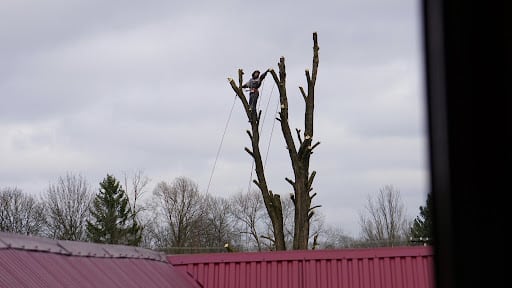 Arboriste équipé réalisant l’élagage d’un arbre en hauteur