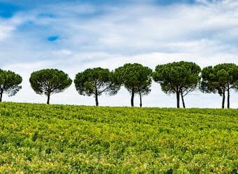 Élagage d’arbre pour les domaines viticoles : le guide technique en Gironde