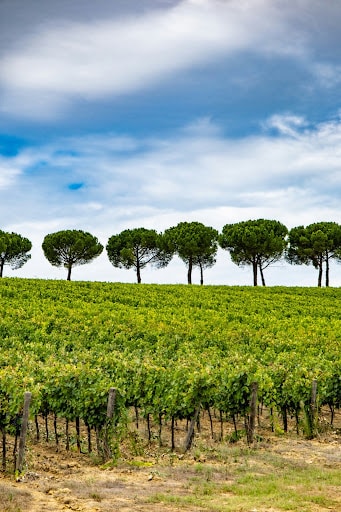 Arbres bordant les rangs de vigne dans un domaine viticole