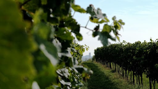 Arbres proches des bâtiments et des vignes dans un domaine viticole