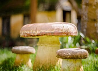 Pelouse trempée et champignons : que faire ?