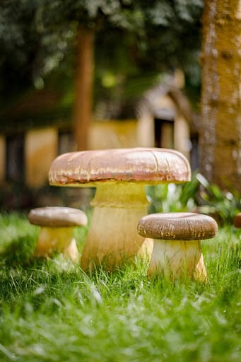 Champignons apparus dans une pelouse humide après plusieurs jours de pluie Champignons apparus dans une pelouse humide après plusieurs jours de pluie