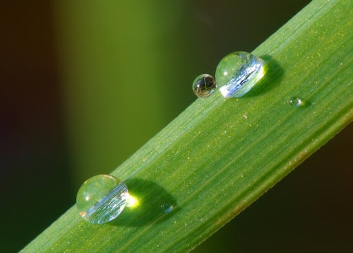 Gouttes d’eau sur une pelouse humide nécessitant un entretien adapté