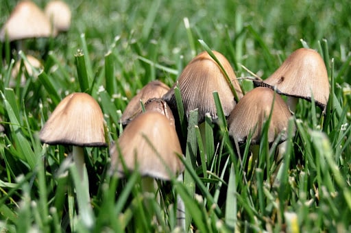 Petits champignons dispersés dans un gazon favorisés par l’humidité du sol