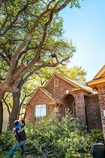 Professionnels organisant un chantier d’élagage dans un grand arbre