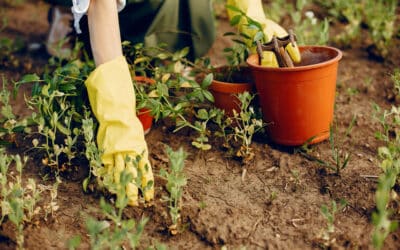 Préparer son jardin pour l’automne : les bons réflexes dès septembre
