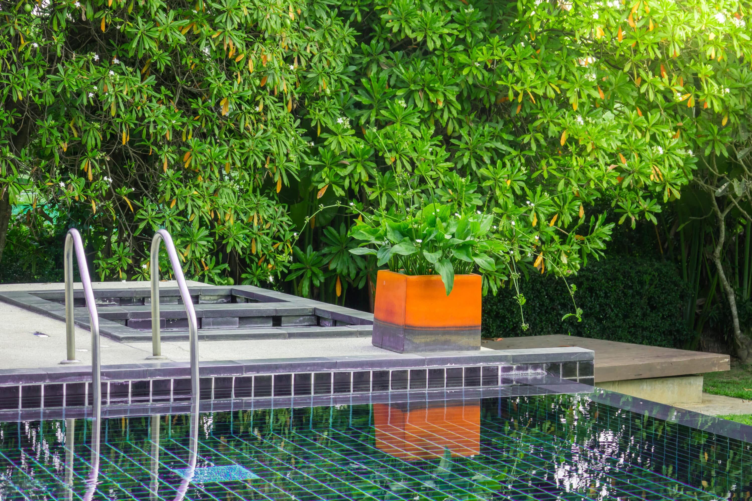 plantes autour de piscine