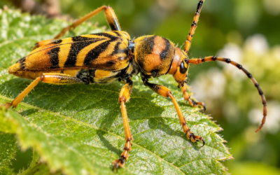 Longicorne tigre à Bordeaux : une invasion qui menace les mûriers platanes